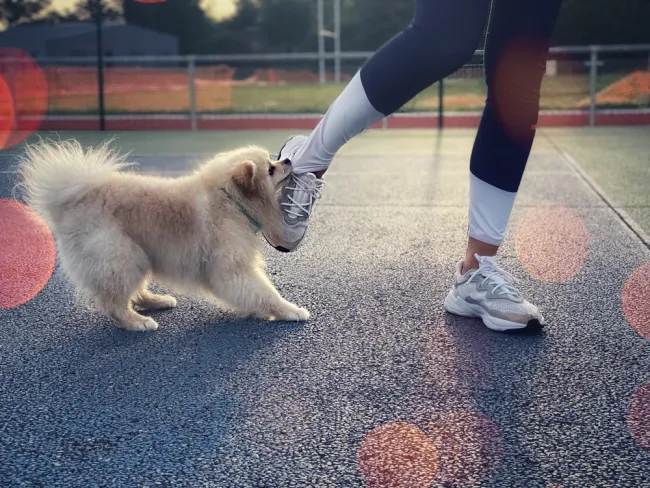 dog biting human's foot