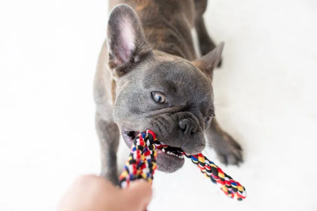 dog biting his toy