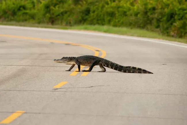 From Reptiles to Weather and More: Driving in Tampa Can Be an Odd Experience Sometimes - A reptile moving along the center of the highway. 
